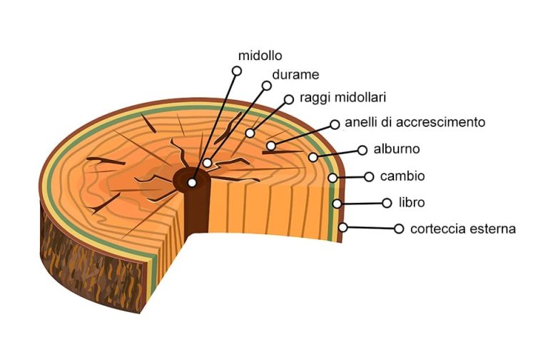 Vetas De La Madera Qu Son En Qu Se Diferencian Seg N La Madera C Mo Realzarlas Ideas