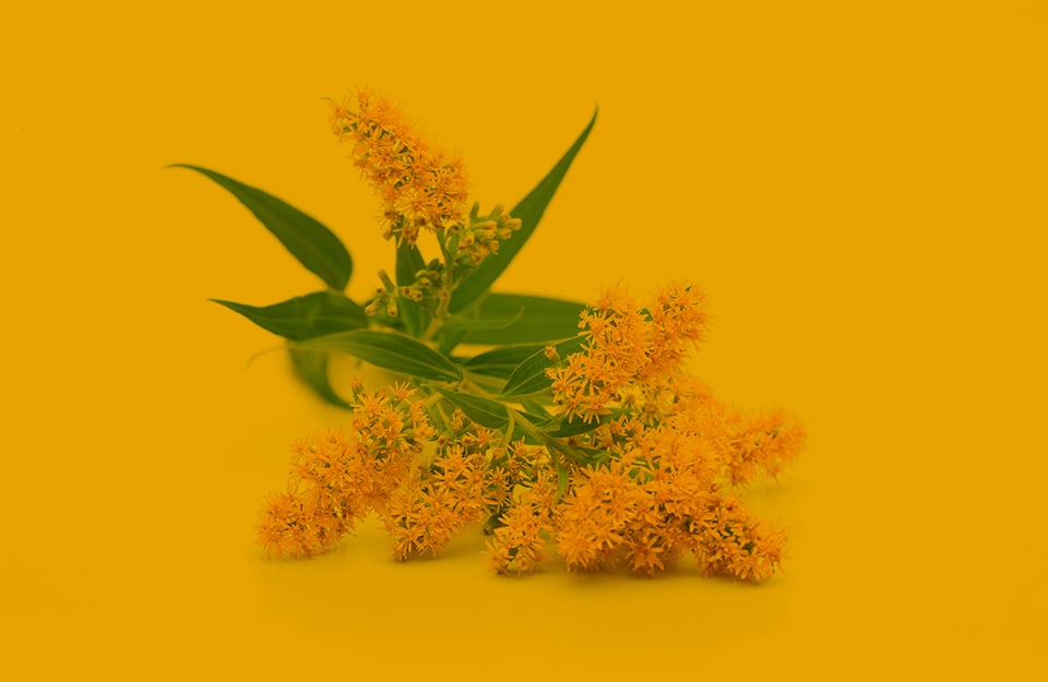 Una pianta fiorita di solidago su sfondo giallo solidago