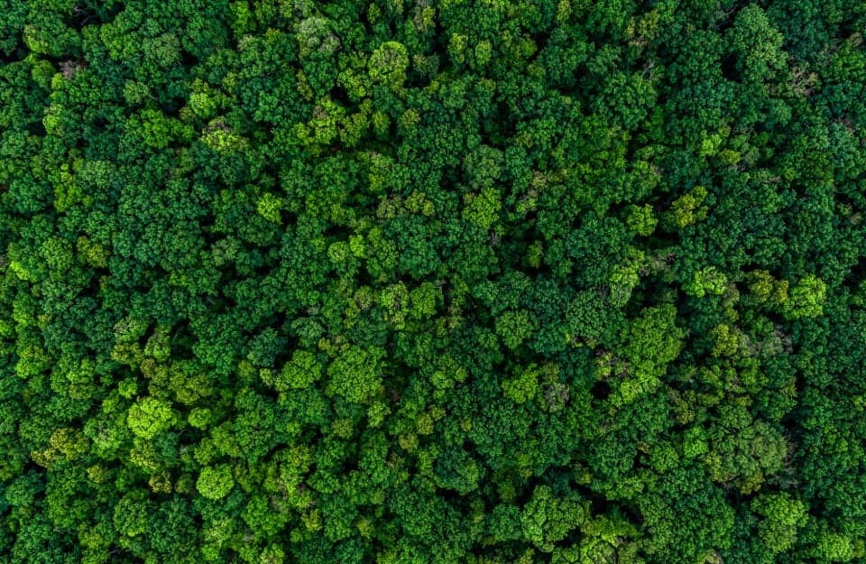 Una foresta vista dall'alto